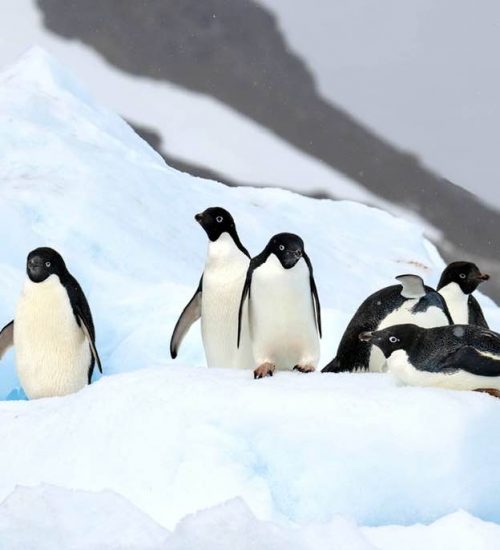 Lisa Smith McCarl penguins